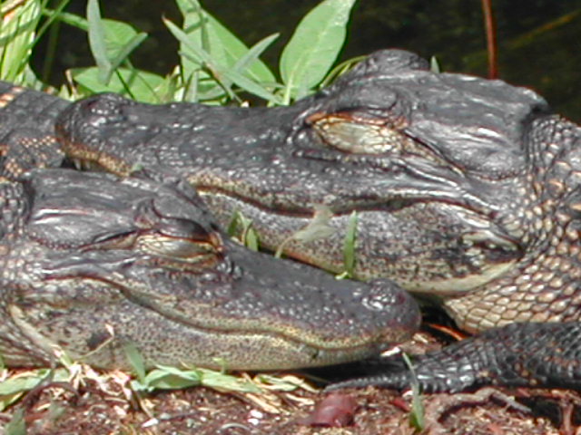 florida - the everglades