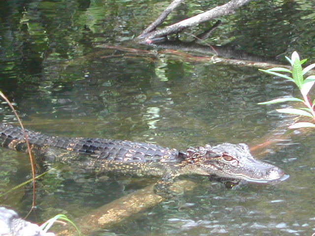 florida - the everglades