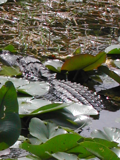 florida - the everglades