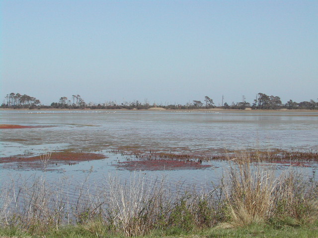 maryland - chincoteague national wildlife refuge