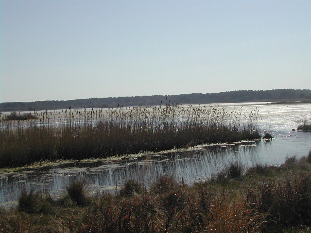 maryland - chincoteague national wildlife refuge