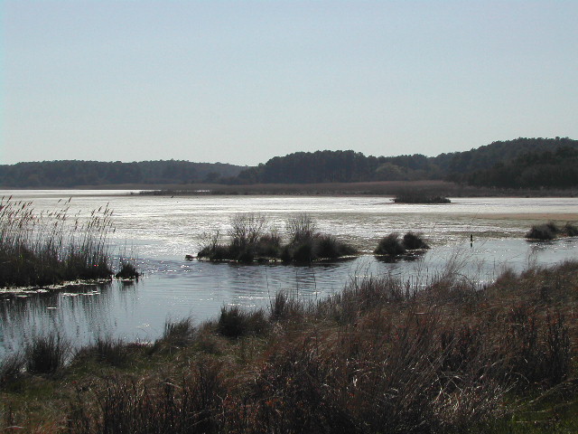 maryland - chincoteague national wildlife refuge