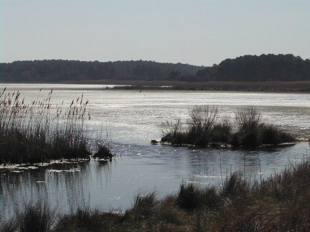 maryland - chincoteague national wildlife refuge