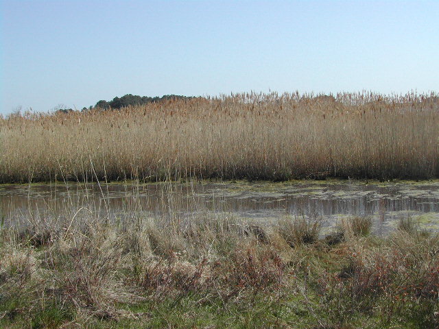 maryland - chincoteague national wildlife refuge