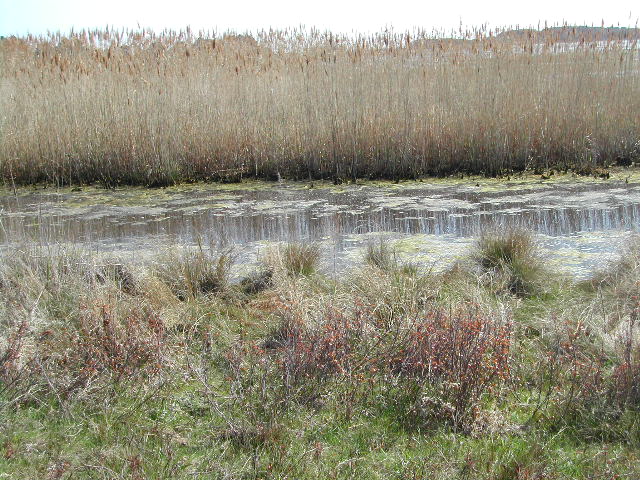 maryland - chincoteague national wildlife refuge