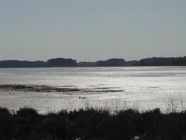 maryland - chincoteague national wildlife refuge