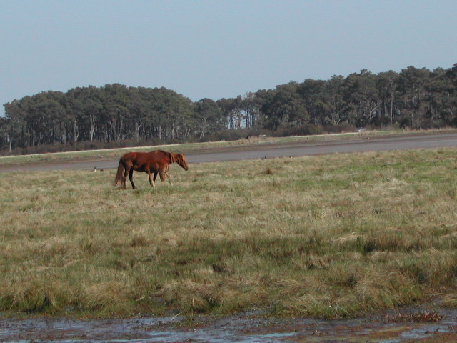 maryland - chincoteague national wildlife refuge