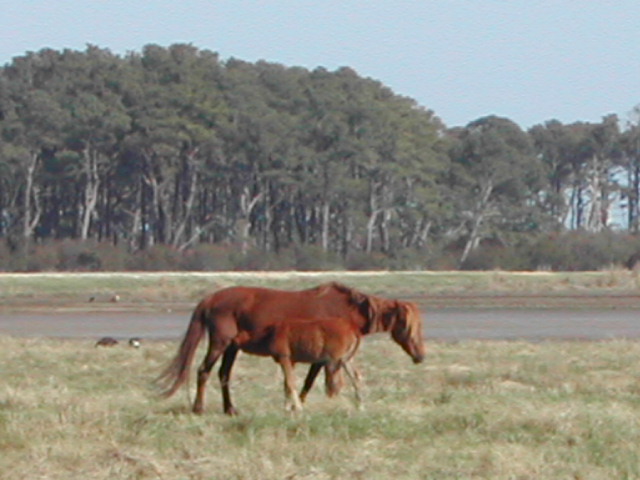 maryland - chincoteague national wildlife refuge