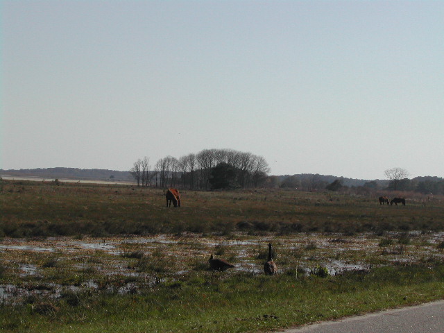 maryland - chincoteague national wildlife refuge