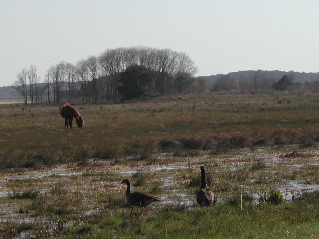 maryland - chincoteague national wildlife refuge