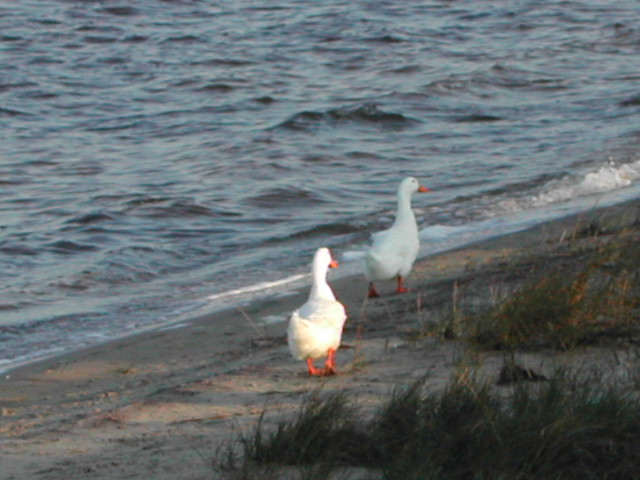 north carolina - the outerbanks