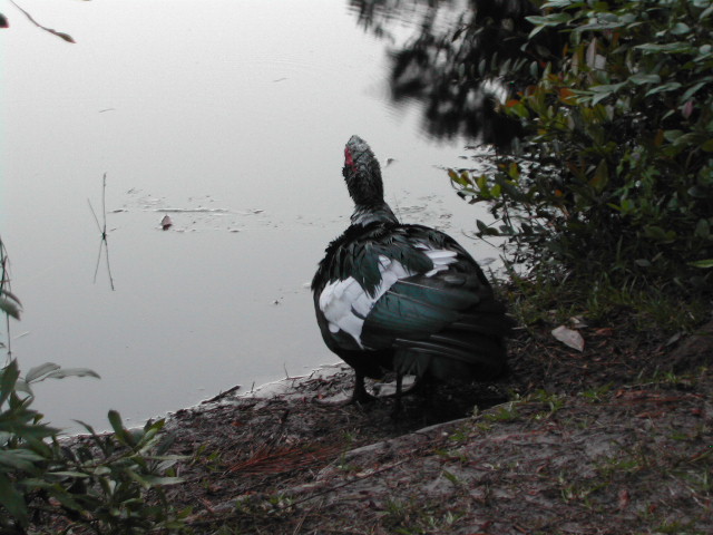 south carolina - charleston