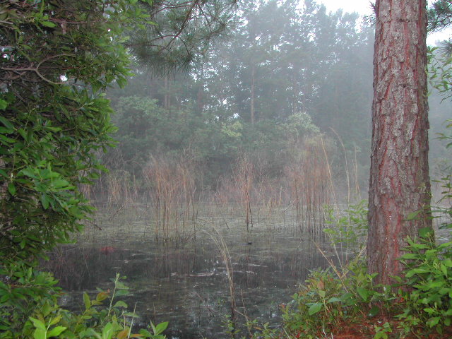 south carolina - charleston