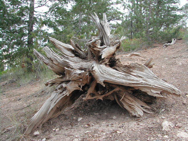 utah - bryce canyon national park