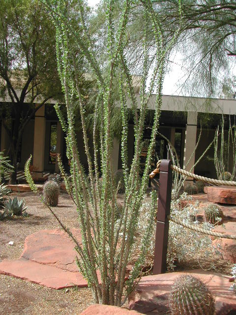 nevada - las vegas - cacti show