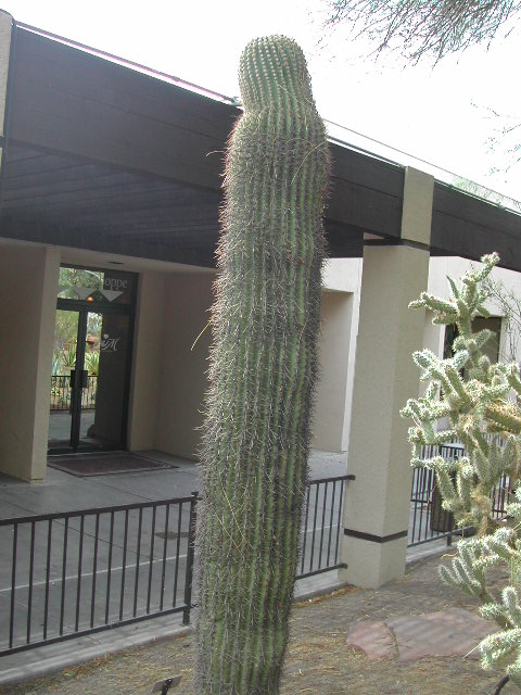 nevada - las vegas - cacti show