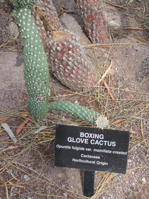 nevada - las vegas - cacti show