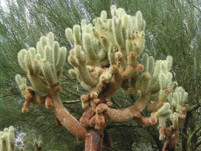 nevada - las vegas - cacti show