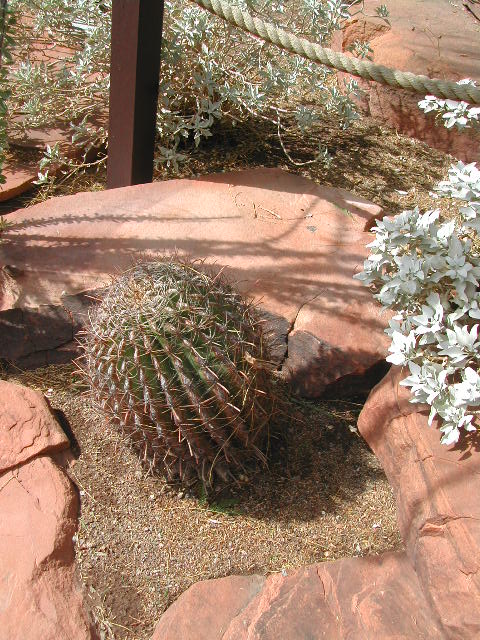 nevada - las vegas - cacti show