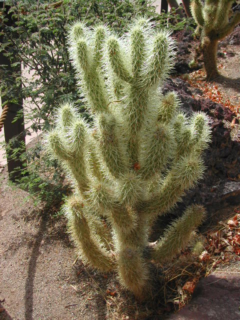 nevada - las vegas - cacti show