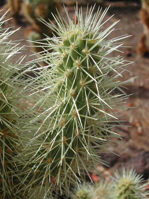 nevada - las vegas - cacti show