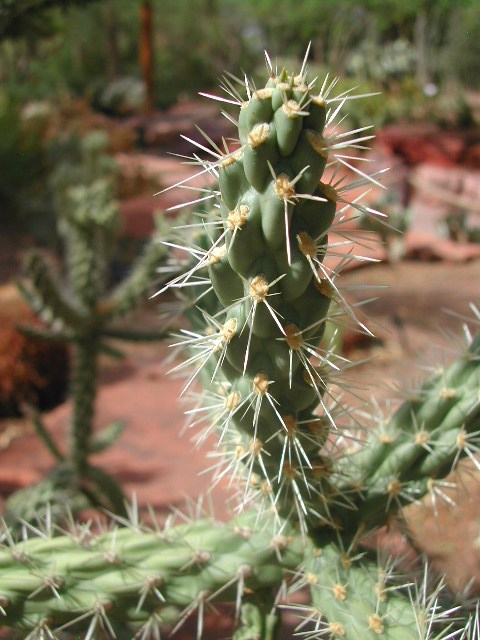 nevada - las vegas - cacti show