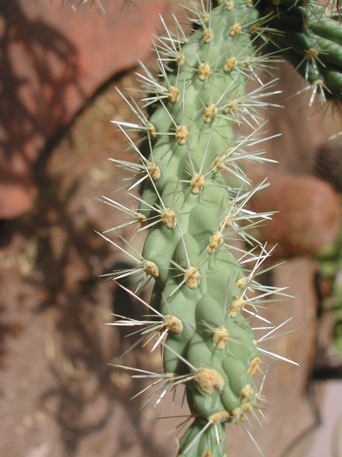 nevada - las vegas - cacti show