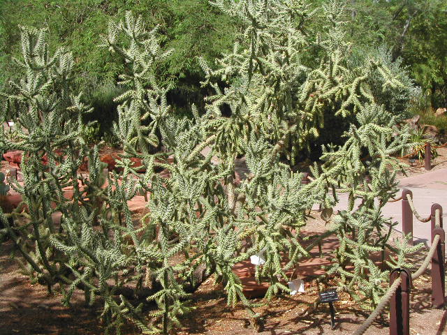 nevada - las vegas - cacti show