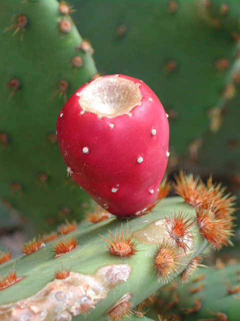 nevada - las vegas - cacti show