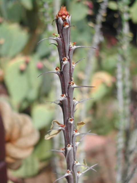 nevada - las vegas - cacti show