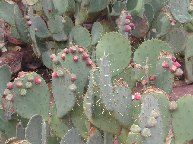 nevada - las vegas - cacti show