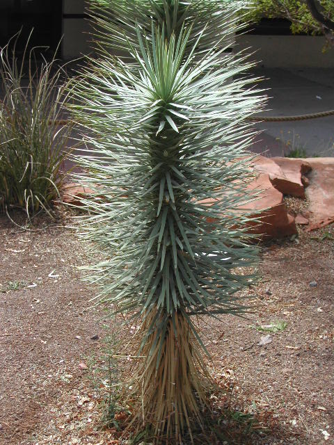 nevada - las vegas - cacti show