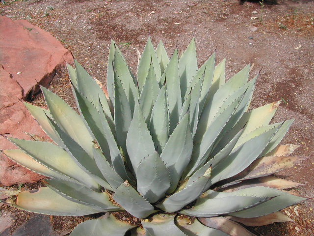 nevada - las vegas - cacti show