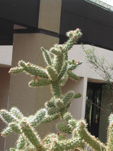 nevada - las vegas - cacti show