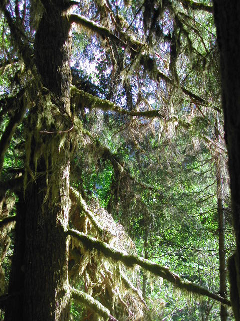 washington - olympic national park