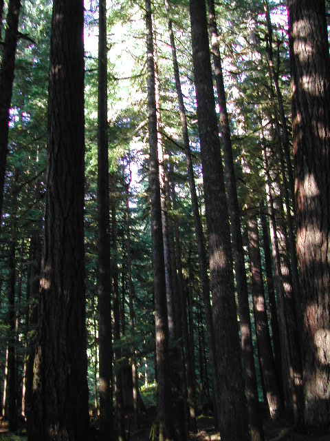 washington - olympic national park