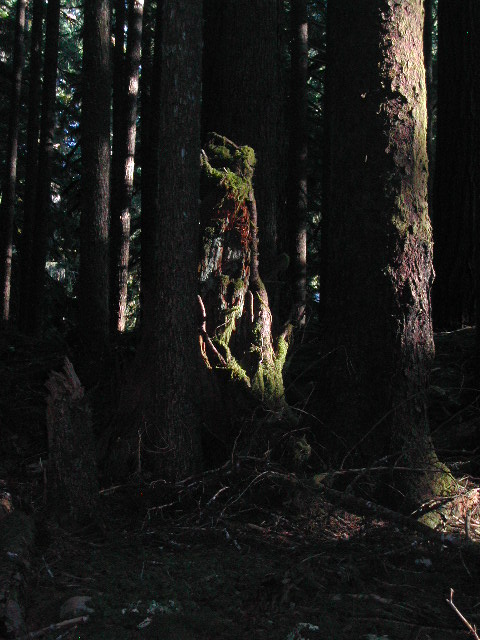 washington - olympic national park