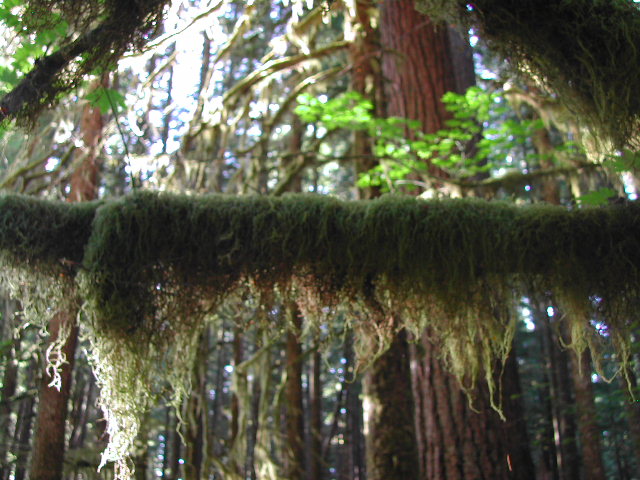 washington - olympic national park