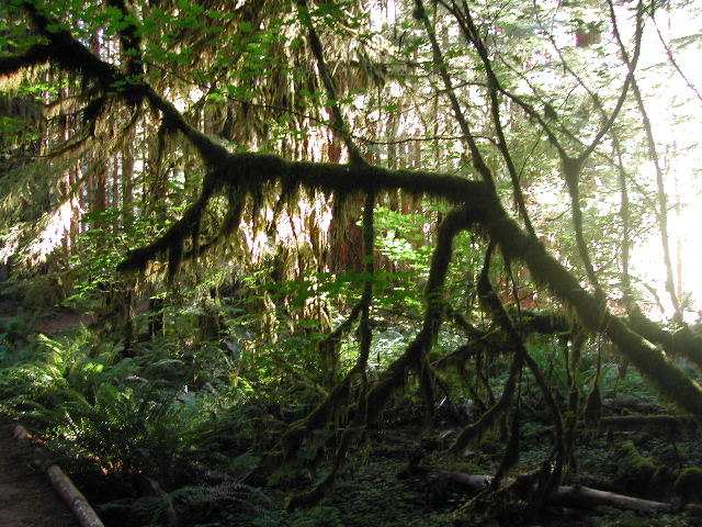 washington - olympic national park