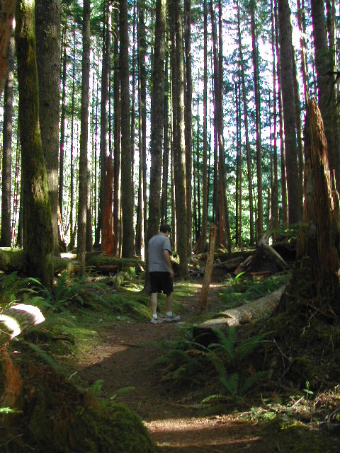 washington - olympic national park