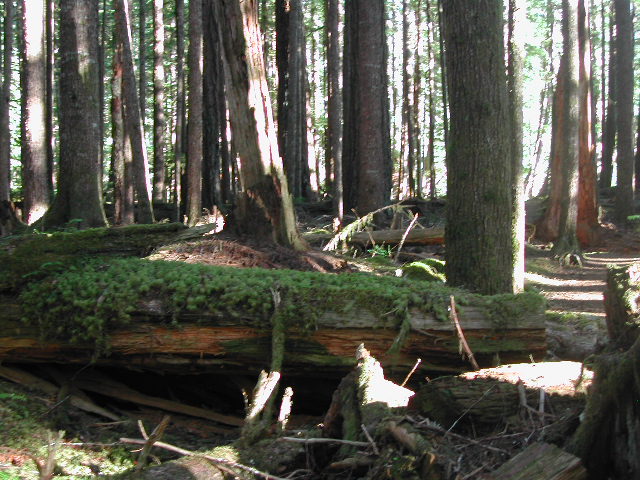 washington - olympic national park