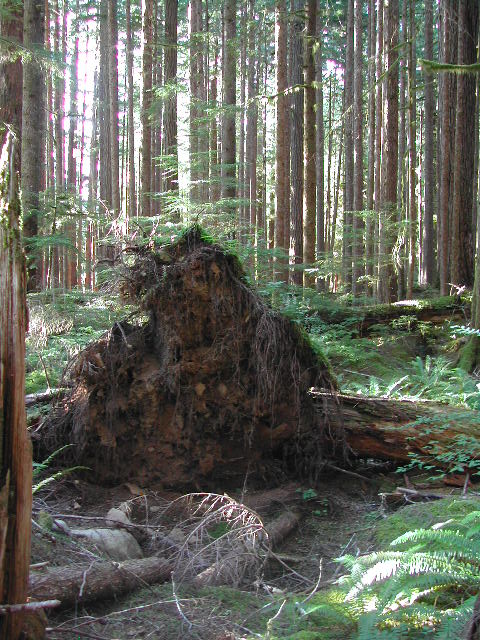 washington - olympic national park