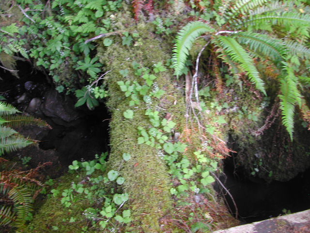 washington - olympic national park