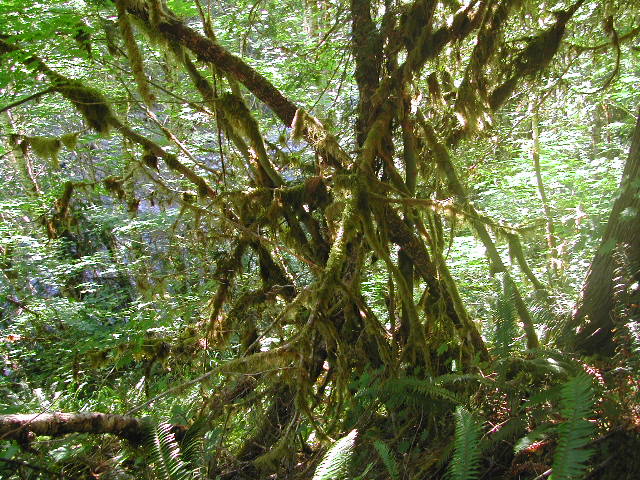 washington - olympic national park