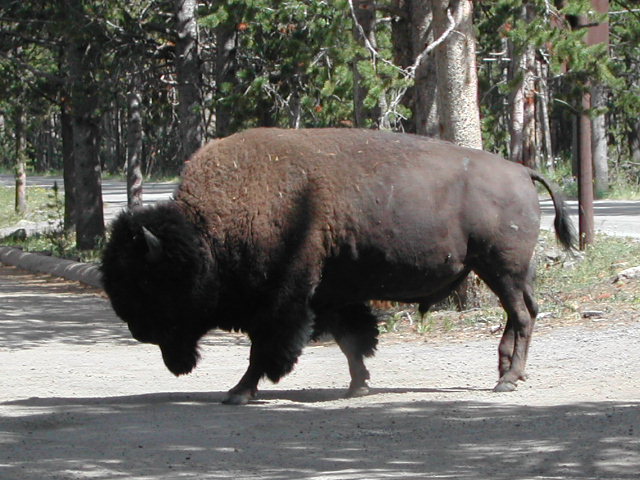 wyoming - yellowstone national park