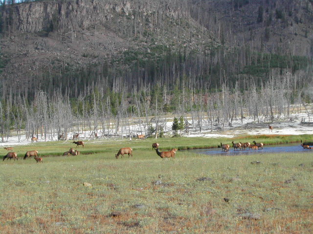 wyoming - yellowstone national park