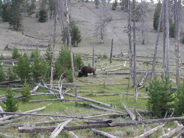 wyoming - yellowstone national park