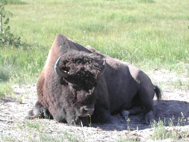 wyoming - yellowstone national park