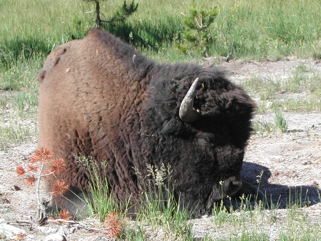 wyoming - yellowstone national park