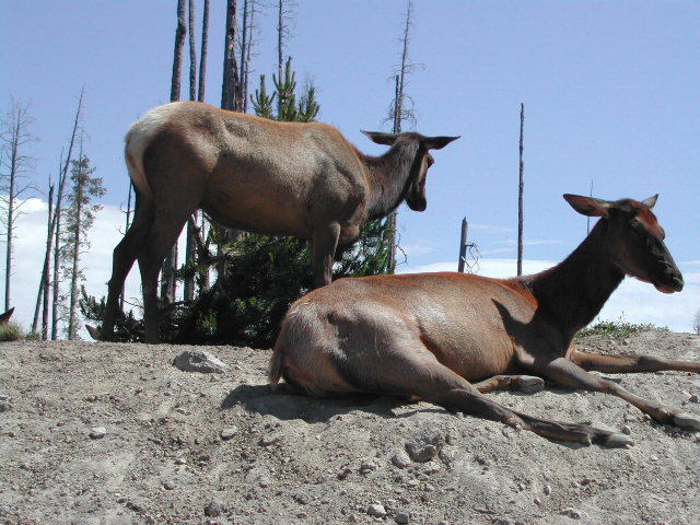 wyoming - yellowstone national park